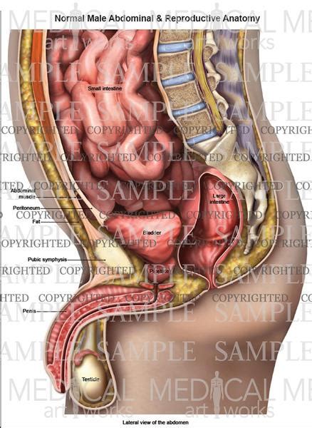 The posterior abdominal wall is a musculoskeletal structure formed by the posterior abdominal muscles, their fascia, the lumbar vertebrae and the pelvic girdle. Lateral abdominal and reproductive anatomy of male ...