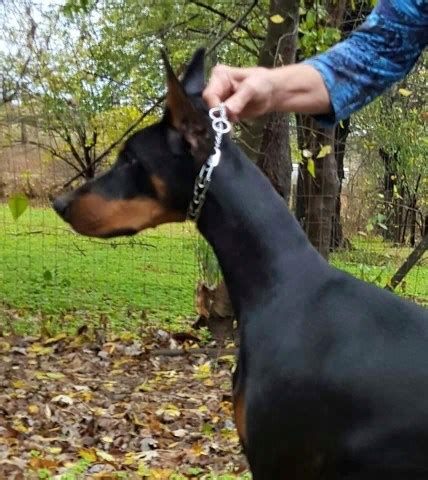 Breeding quality, health tested (ofa) temperament tested, titled dogs that fit the breed standard. Millerdobes, Doberman Pinscher Breeder in Tulsa, Oklahoma