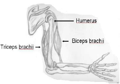 Understanding how the body moves and creates movement with the. 30 Human Arm Muscle Diagram - Wiring Database 2020