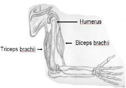 Arm muscle flex free stock photo. 30 Human Arm Muscle Diagram - Wiring Database 2020