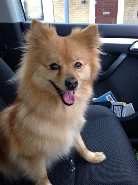 This breed may become skittish around very young, rambunctious kids. Ruby - 3 year old female Pomeranian Cross available for ...