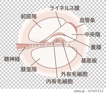 We did not find results for: 蝸牛の断面の構造のイラスト_コルチ器_名称のイラスト素材 67347213 - PIXTA