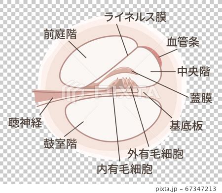 蝸牛 （かぎゅう、cochlea）とは、 内耳 にあり 聴覚 を司る感覚器官である 蝸牛管 （cochlear duct）が納まっている、 側頭骨 の空洞である。 蝸牛の断面の構造のイラスト_コルチ器_名称のイラスト素材 67347213 - PIXTA