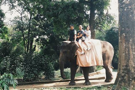 Kebun binatang gembira loka merupakan kebun binatang di yogyakarta. Kebun Binatang Bandung, Tempat Berlibur Asyik Melihat ...