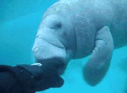 Discover the magic of the internet at imgur, a community powered entertainment destination. Manatees Animated Gifs ~ Gifmania