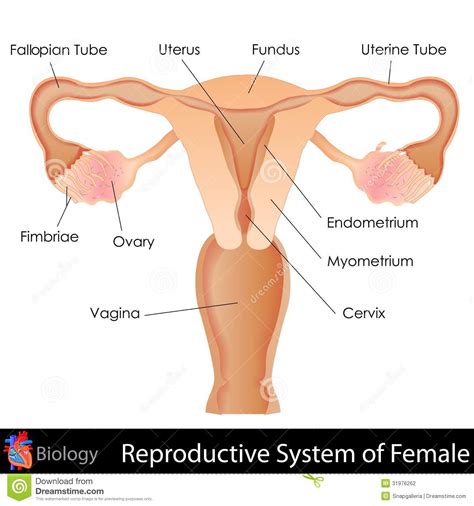 Female anatomy diagram medical anatomy female anatomy diagram diagram diagram of. Diagram Internal Female Anatomy : The Female Reproductive ...