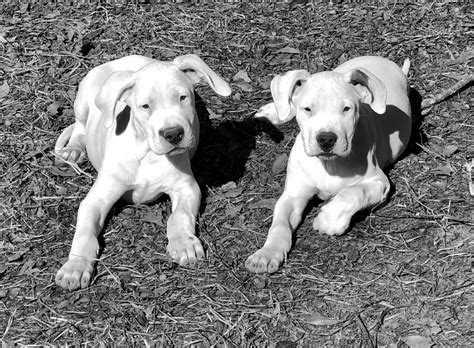 Browse thru our id verified puppy for sale listings to find your perfect puppy in your area. Dogo Argentino Puppies For Sale - World Class Dogo Argentino