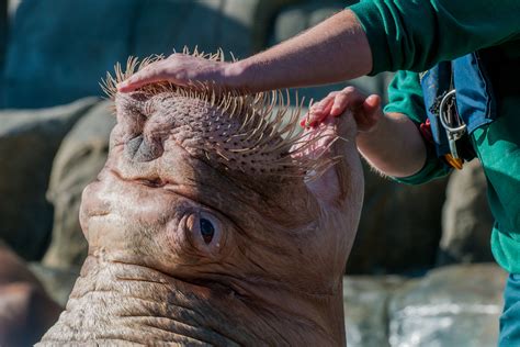 Diesen satz können trendforscher wie carsten ascheberg voll unterstreichen. Zeig mir Deine Zähne, Kleines Foto & Bild | tiere, zoo ...