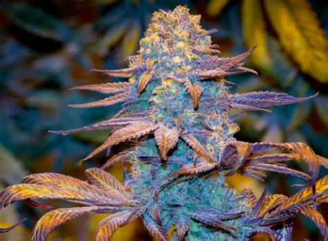 Pornos werden ihnen viel vergnügen bereiten. Grand Daddy Purp. Grand Daddy Purp Genetics - Seedsman