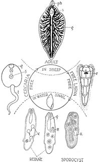 There are more than 10,000 species of flukes. Liver Fluke Life Cycle | ClipArt ETC