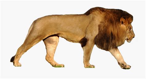 He is a powerful, royal king and our perfect lamb whose sacrifice saves us from eternal jesus was called the lion of judah only once, and it's found in the book of revelation 5:5 (niv): Lions Clipart African Lion - Polar Bear Compared To Lion ...