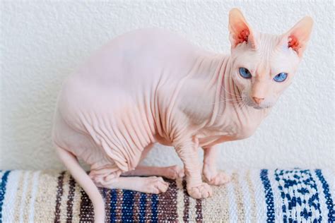 Hairless cat plays bongos in bathtub. Donskoy Cat 2O8212; Volles Profil, Geschichte und Pflege ...