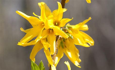 Pflanzen sie rosen keinesfalls während der vegetationsperiode um: Rosen richtig schneiden | Rosen, Garten und outdoor ...