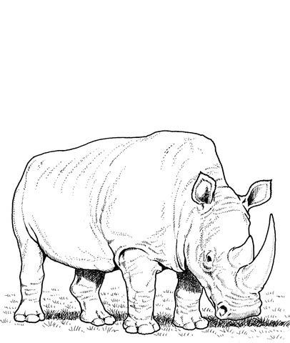 Download 588 rhino coloring stock illustrations, vectors & clipart for free or amazingly low rates! White Rhino Eating Grass coloring page | SuperColoring.com