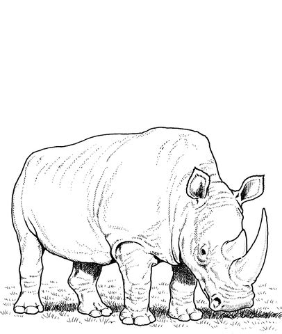 Rhino | pdf, jpeg & png 11 x 8.5 inches digital download coloring page. White Rhino Eating Grass coloring page | SuperColoring.com