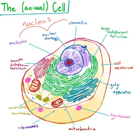 Animal cells have many different structures depending on their function. Botched Bio: Animal Cell pt1, The Parts by supergal12000 ...