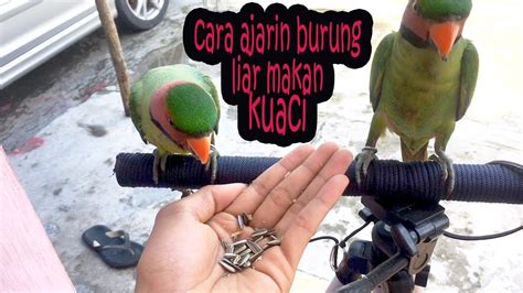 Selain biji utuh, produk habbatussauda juga tersedia dalam bentuk kapsul berisi serbuk. cara ajarin burung betet liar makan kuaci / biji milet # ...