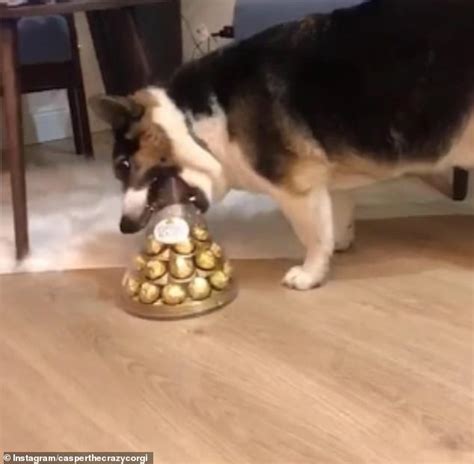 Husky in home depot | and uk chocolate (for real this time!) 15k viewsсент. Rescue corgi-husky-mix is found trying to open a box of ...