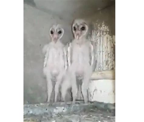 Simmons, malese jow and others. Owls in the Attic! Here's the Creepiest Thing You Will See ...