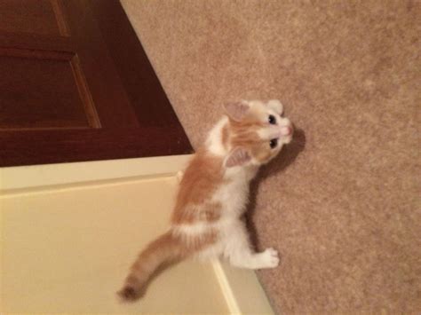 Find a lonely kitten a home. Baby Kittens For Sale | Liversedge, West Yorkshire ...