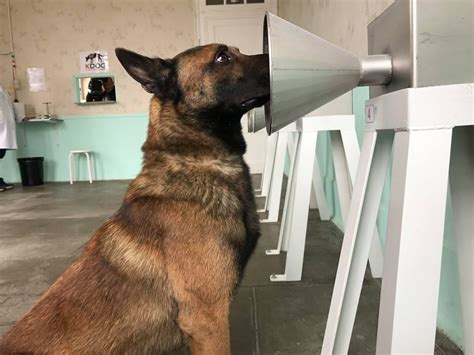 Wic may have breast pumps available for wic participants. Dogs detect breast cancer from bandage - researchers