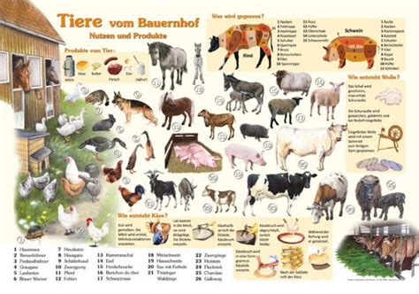 Zu jedem bauernhof gehören neben dem bauer, dem bauernhaus und den maschinen auch tiere. Tiere vom Bauernhof - Nutzen und Produkte | 50x70 & 70x100 ...