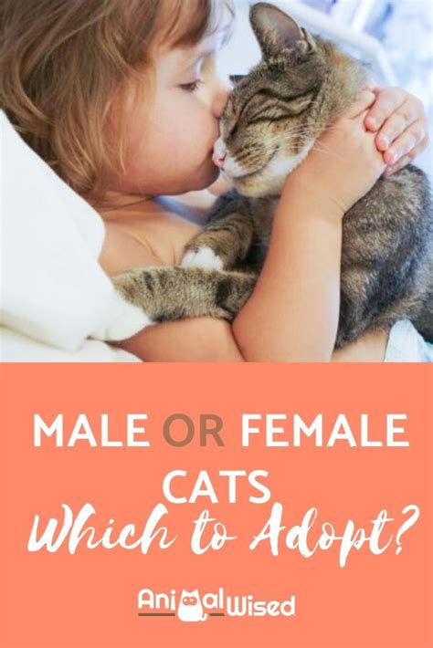 There is no way to accurately predict the future size of your coon cat. Male Vs. Female Cats - Which Should I Adopt? in 2020 ...