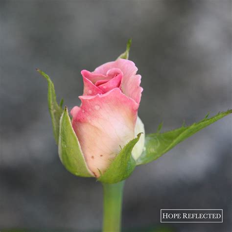 The world's finest roses · satisfaction guaranteed Roses: Rosa Hybrid Pink Promise Tea Rose - Hope Reflected