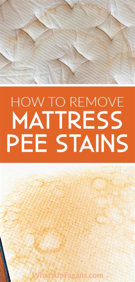 These six steps describe the best method for removing fresh urine from a mattress. How to Easily Remove Old Pee Stain and Smell from a ...