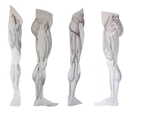 We did not find results for: Leg Muscle Reference by Leland-Doodles on DeviantArt
