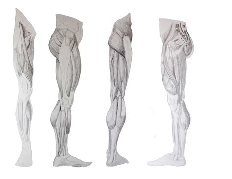 Muscles of the back can be divided into superficial, intermediate, and deep group.since the all the back muscles originate in embryo (fetus) form by locations other than the back, muscles in the. Leg Muscle Reference by Leland-Doodles on DeviantArt