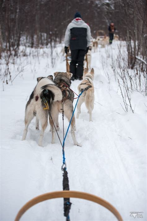 Découvrez notre sélection de coffrets cadeaux chiens de traineau. Chien de traineau & nuit en yourte au Saguenay - Détour Local