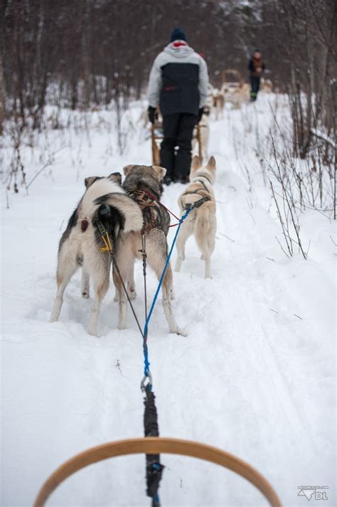 Les traineaux ont été longtemps le moyen de transport des habitants. Chien de traineau & nuit en yourte au Saguenay - Détour Local