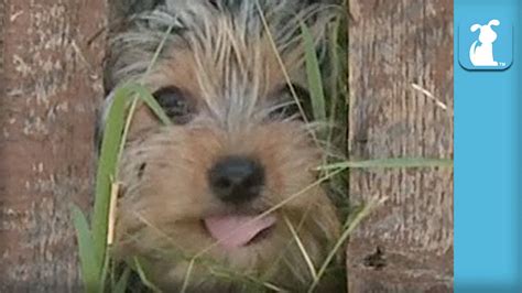 It'll certainly be more pleasant / less embarrassing to have a pup that doesn't hump. 10 Week Old Yorkie Puppy Squeezes Through Fence - Puppy ...