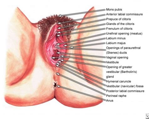 Dai is an honorific term meaning great; Female Anatomy Diagram