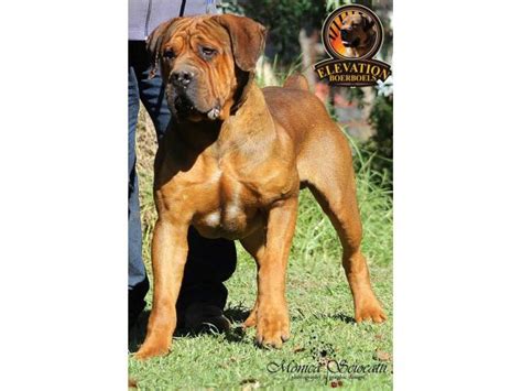 We are registered with the sabba (south african boerboel breeders association). REGISTERED BOERBOEL PUPPIES FOR SALE Eden (Garden Route ...