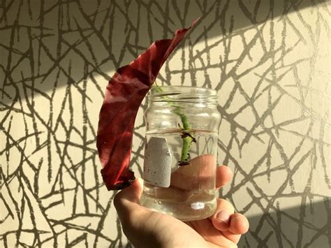 *new to begonias* i took these stem cuttings last night, left them overnight to callous, then put them in water but they were limp and droopy, wondering if they will perk back up or should i try a different method? Pin on Gardening