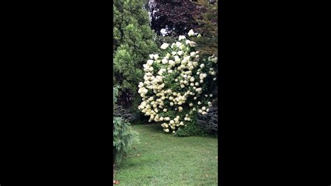 Maybe you would like to learn more about one of these? Our Limelight Hydrangea at Our House - YouTube