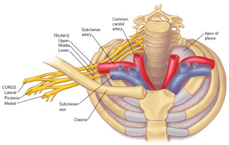 Now, you are familiar with the kidneys' anatomy. relationship between brachial veins and first rib - Google Search