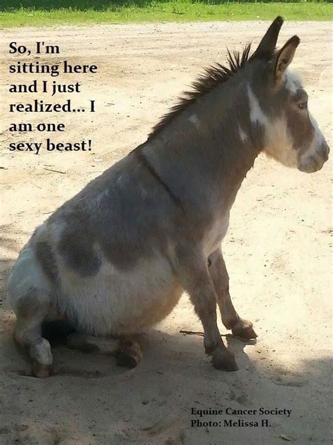 Check spelling or type a new query. It's Donkey! Lol! | Cute donkey, Donkey funny, Donkey