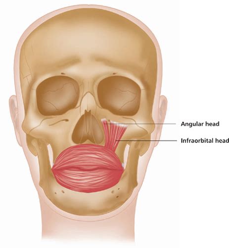 Skull has 8 bones in cranium and 14 in the face. Muscles of the Face, Head and Neck | Musculoskeletal Key