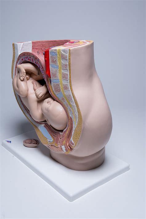 The pelvis is the sturdy ring of bones located at the base of the spine. Pelvic Anatomy Pregnancy Model ~ CMT Medical