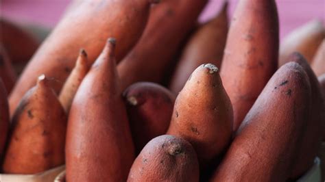 What kind of root do they eat in tonga? Polynesian sweet potato mystery solved: epic transoceanic ...