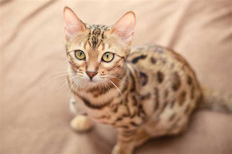 Top 8 gray cat breeds(which is your favorite?) What to know if you're buying a Bengal Cat | Petplan Blog