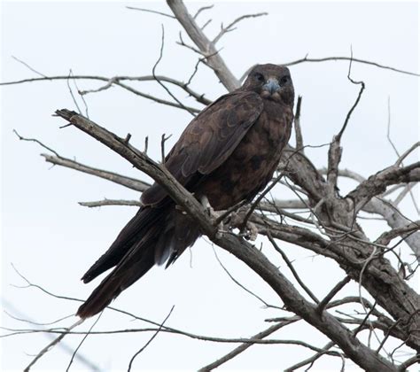 He first appeared in atomic blast from the past. Black Falcon | Grasslands