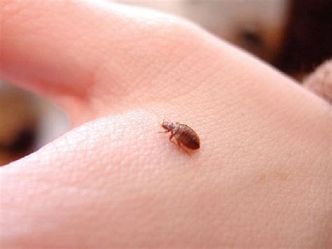Control Fleas Naturally With Common Household Items ...