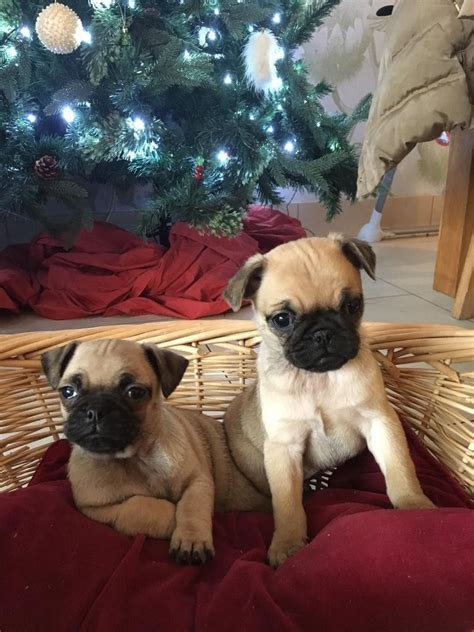 Looking for the perfect pug? Pug Puppies For Sale | Phoenix, AZ #245735 | Petzlover