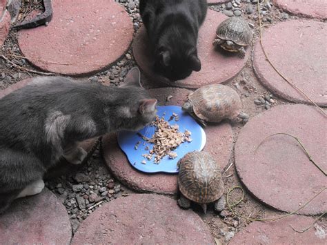 Then, create a feeding schedule and maintain your cat's condition feed your cat wet food to increase their protein intake. Buffet | I was feeding the turtles cat food that the cats ...