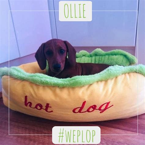 Is hot fogs& beans heslthy. Pin by PetPlop on #WePlop Models! | Ollie, Bean bag chair ...