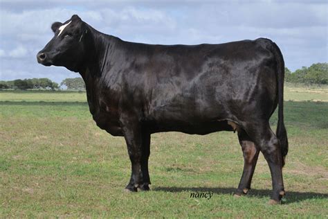 Acceptable colors are light gray or red to almost black. Brahman Cattle Origin - Brahman Cattle Wikipedia / To be ...